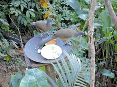 Ortalis poliocephala