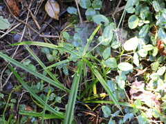 Cyperus albostriatus