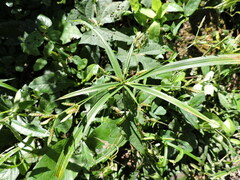 Cyperus albostriatus