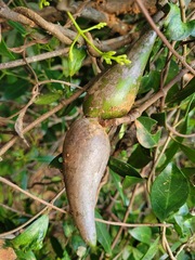 Anodendron affine