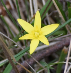Hypoxis hygrometrica
