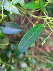 Anodendron affine