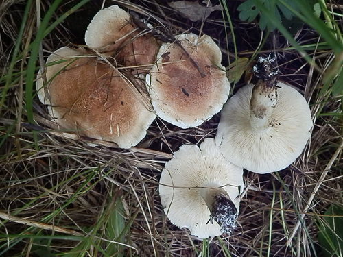 Bitter Brown Leucopax