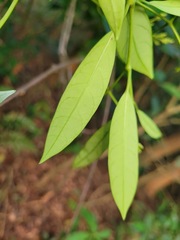 Anodendron affine