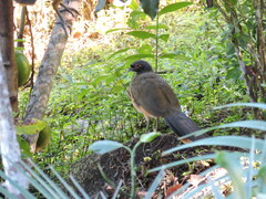 Ortalis poliocephala