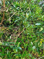 Anodendron affine