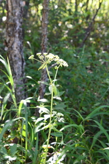 Angelica decursiva