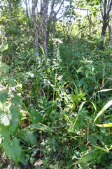 Angelica decursiva