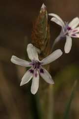 Babiana spathacea