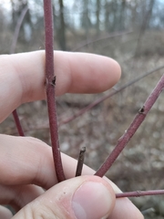 Cornus obliqua
