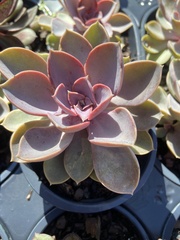 Echeveria gibbiflora × potosina