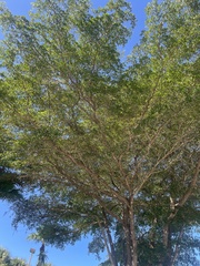 Terminalia buceras