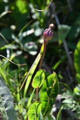 Hypochaeris ciliata
