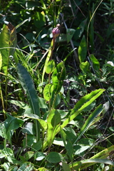 Hypochaeris ciliata