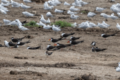Rynchops flavirostris