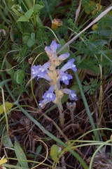 Phelipanche nana