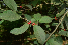 Ilex aculeolata