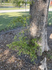 Sideroxylon celastrinum