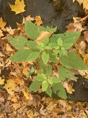 Impatiens pallida