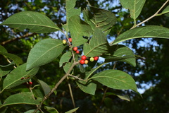 Ilex aculeolata