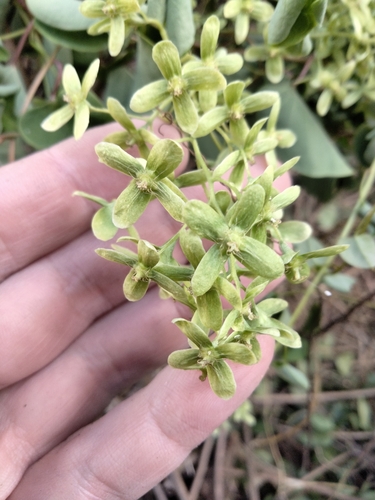 Rockroot (Agdestis clematidea)