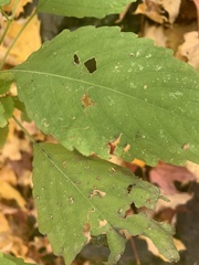 Impatiens pallida