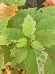 Impatiens pallida
