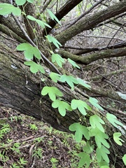 Passiflora subpeltata