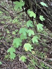 Passiflora subpeltata