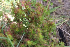 Acalypha radians