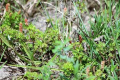 Acalypha radians