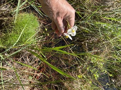 Sagittaria graminea