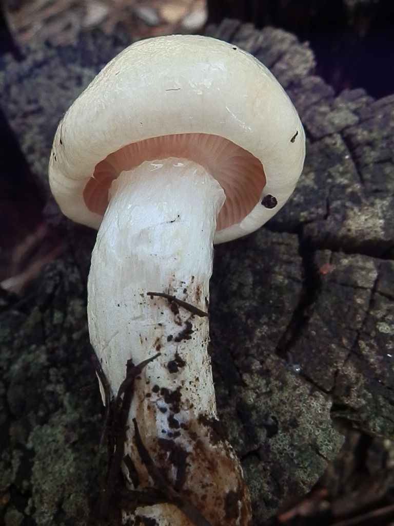 Hygrophorus sp. 'gliocyclus-TAC1492a'