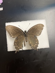 Papilioninae
