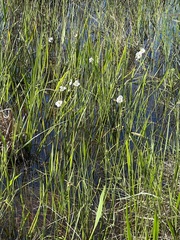 Sagittaria graminea