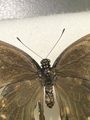 Papilioninae