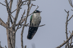 Chrysococcyx caprius