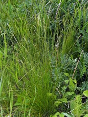 Festuca