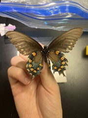 Papilioninae
