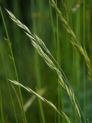 Festuca