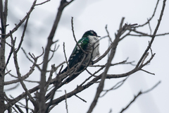 Chrysococcyx caprius