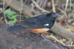 Thamnolaea cinnamomeiventris