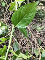 Heliotropium verdcourtii