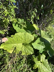 Xanthosoma sagittifolium