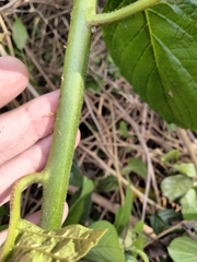 Heliotropium verdcourtii