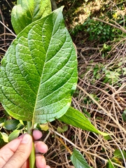 Heliotropium verdcourtii