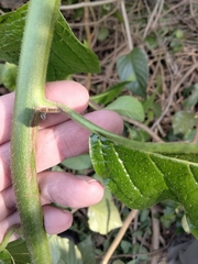 Heliotropium verdcourtii