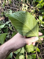 Heliotropium verdcourtii