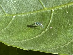 Condylostylus armipes