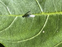 Condylostylus armipes